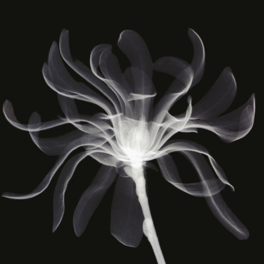 Jump, Little Children - Vertigo (2LP | White Vinyl) ((Vinyl))