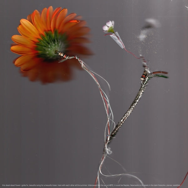 BASILE3 - 43°C ((Vinyl))