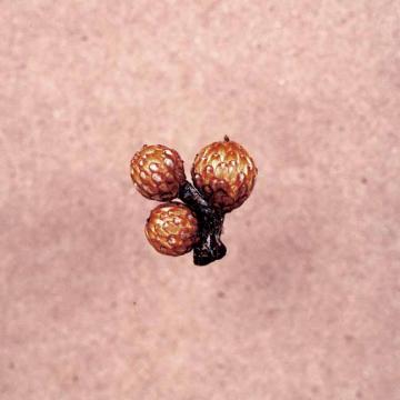 Big Sir - Und Die Scheibe Andert Sich Immer ((CD))