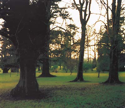 JANDEK - Brooklyn Wednesday ((CD))