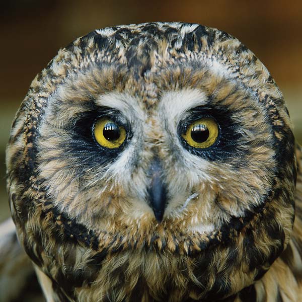 JEFF BURCH - Jeff Burch ((CD))