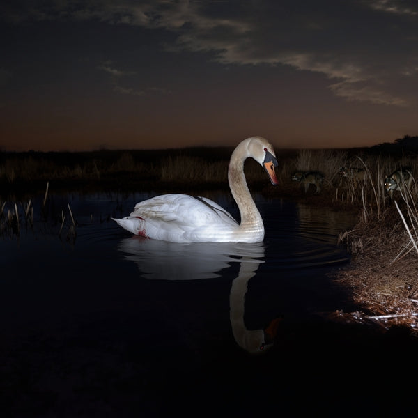 Ludwig Wandinger - Is Peace Wild? ((Vinyl))