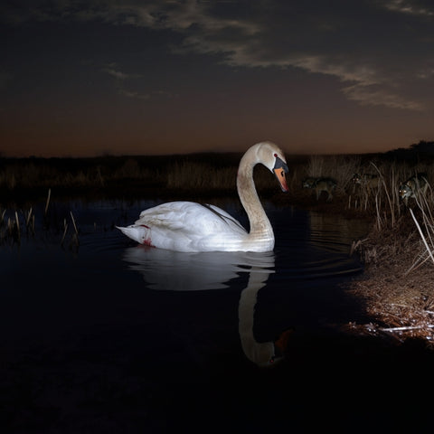 Ludwig Wandinger - Is Peace Wild? ((Vinyl))