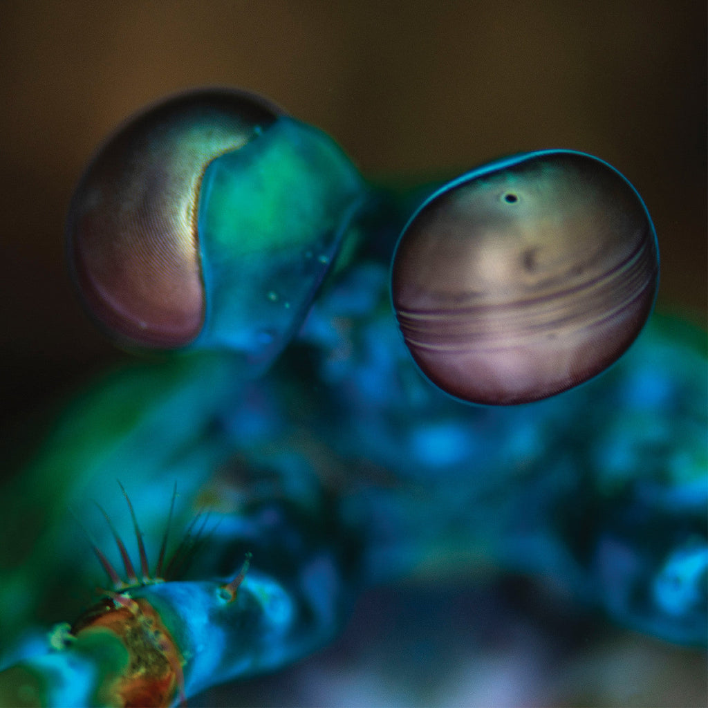 MELVIN GIBBS - Amasia: Anamibia Sessions 2 (Crystal Clear Vinyl) ((Vinyl))