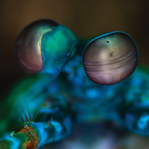 MELVIN GIBBS - Amasia: Anamibia Sessions 2 ((Vinyl))