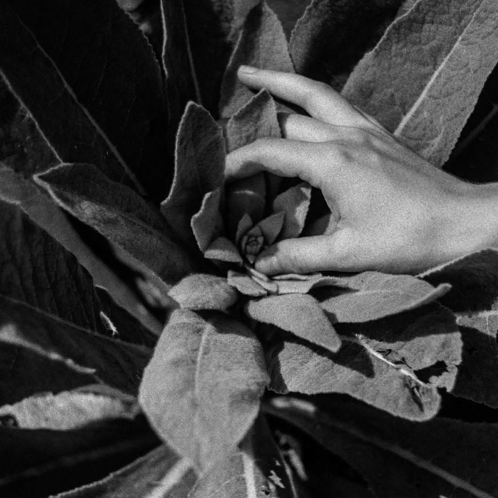 Nanook Of The North - Heide ((Vinyl))