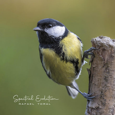 Rafael Toral - Spectral Evolution ((Vinyl))