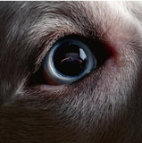 Roger Waters - The Dark Side Of The Moon Redux (140 Gram Vinyl) (2 Lp's) ((Vinyl))