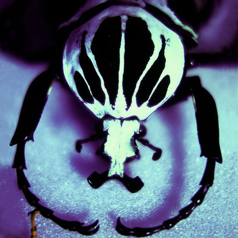 The Age of Electric - Make A Pest A Pet ((Vinyl))