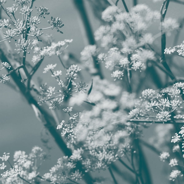 Theresa Wong - Journey To The Cave Of Guanyin ((CD))