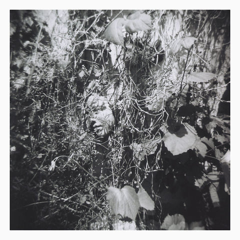 TIM MISLOCK - Now Is The Last Best Time ((Vinyl))